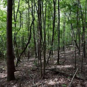 Photo of 24 Acres of Hunting and Recreation Land For Sale in Pittsylvania County VA!