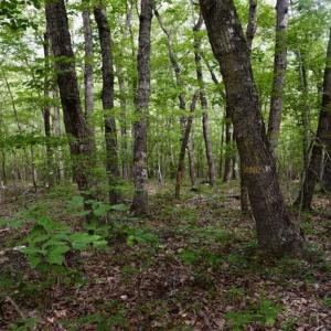 Photo of 24 Acres of Hunting and Recreation Land For Sale in Pittsylvania County VA!