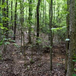 Photo of 24 Acres of Hunting and Recreation Land For Sale in Pittsylvania County VA!