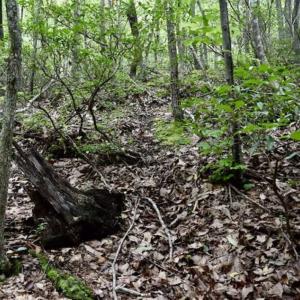 Photo of 24 Acres of Hunting and Recreation Land For Sale in Pittsylvania County VA!