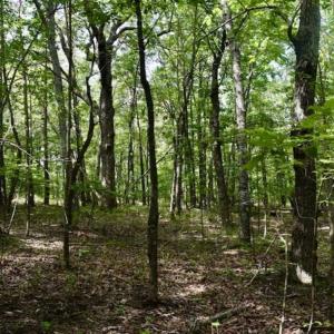 Photo of 24 Acres of Hunting and Recreation Land For Sale in Pittsylvania County VA!