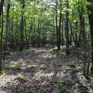 Photo of 24 Acres of Hunting and Recreation Land For Sale in Pittsylvania County VA!