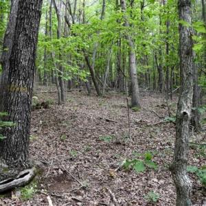Photo of 24 Acres of Hunting and Recreation Land For Sale in Pittsylvania County VA!