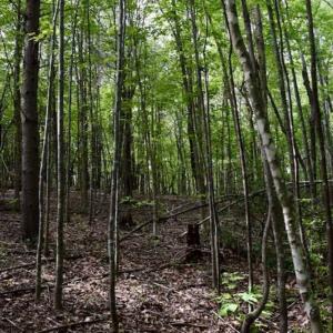 Photo of 24 Acres of Hunting and Recreation Land For Sale in Pittsylvania County VA!