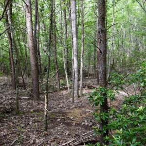 Photo of 24 Acres of Hunting and Recreation Land For Sale in Pittsylvania County VA!
