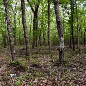 Photo of 24 Acres of Hunting and Recreation Land For Sale in Pittsylvania County VA!