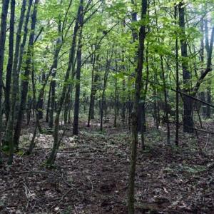 Photo of 24 Acres of Hunting and Recreation Land For Sale in Pittsylvania County VA!