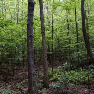Photo of 24 Acres of Hunting and Recreation Land For Sale in Pittsylvania County VA!