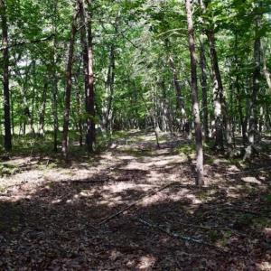 Photo of 24 Acres of Hunting and Recreation Land For Sale in Pittsylvania County VA!