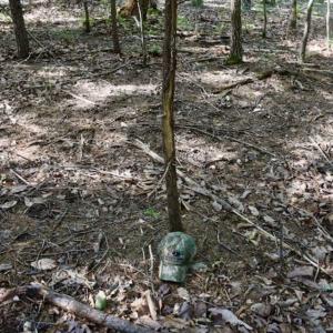 Photo of 24 Acres of Hunting and Recreation Land For Sale in Pittsylvania County VA!