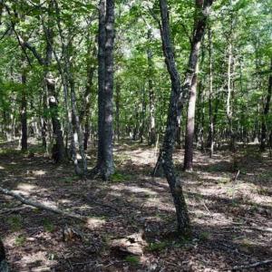 Photo of 24 Acres of Hunting and Recreation Land For Sale in Pittsylvania County VA!