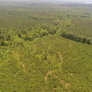 Photo of UNDER CONTRACT!!  77 Acres of Hunting and Timber Land For Sale in King and Queen County VA!
