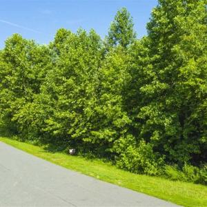 Photo of SOLD!!  1.04 Acre Lot For Sale in Rockingham County NC!