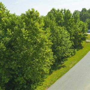 Photo of SOLD!!  1.04 Acre Lot For Sale in Rockingham County NC!
