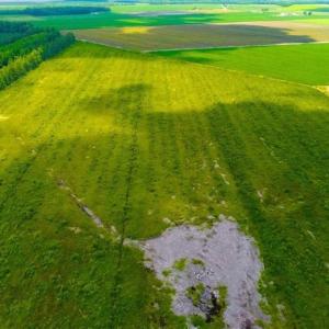 Photo of 53.86 Acres of Timber and Hunting Land in Tyrrell County NC!