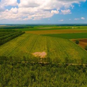 Photo of 53.86 Acres of Timber and Hunting Land in Tyrrell County NC!