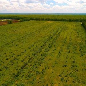 Photo of 53.86 Acres of Timber and Hunting Land in Tyrrell County NC!