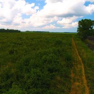 Photo of 53.86 Acres of Timber and Hunting Land in Tyrrell County NC!