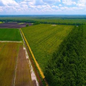 Photo of 53.86 Acres of Timber and Hunting Land in Tyrrell County NC!