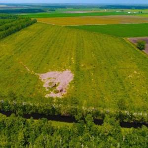 Photo of 53.86 Acres of Timber and Hunting Land in Tyrrell County NC!