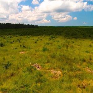 Photo of 53.86 Acres of Timber and Hunting Land in Tyrrell County NC!