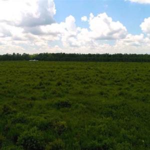 Photo of 53.86 Acres of Timber and Hunting Land in Tyrrell County NC!