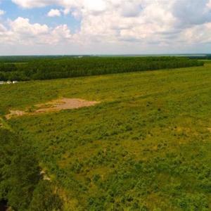 Photo of 53.86 Acres of Timber and Hunting Land in Tyrrell County NC!