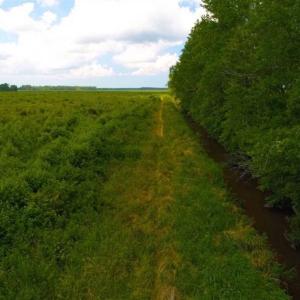 Photo of 53.86 Acres of Timber and Hunting Land in Tyrrell County NC!