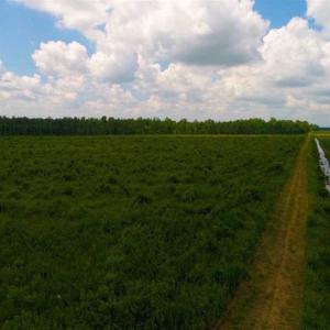 Photo of 53.86 Acres of Timber and Hunting Land in Tyrrell County NC!