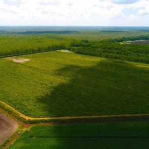 Photo of 53.86 Acres of Timber and Hunting Land in Tyrrell County NC!