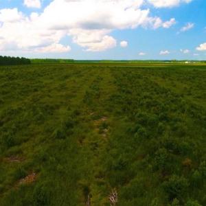 Photo of 53.86 Acres of Timber and Hunting Land in Tyrrell County NC!
