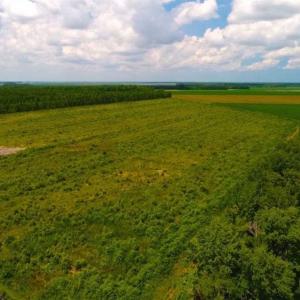 Photo of 53.86 Acres of Timber and Hunting Land in Tyrrell County NC!