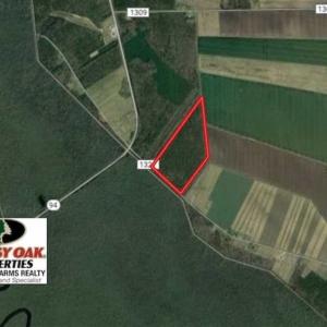 Photo of 53.86 Acres of Timber and Hunting Land in Tyrrell County NC!