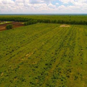 Photo of 53.86 Acres of Timber and Hunting Land in Tyrrell County NC!