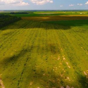 Photo of 53.86 Acres of Timber and Hunting Land in Tyrrell County NC!