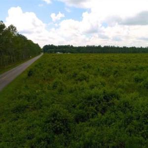 Photo of 53.86 Acres of Timber and Hunting Land in Tyrrell County NC!