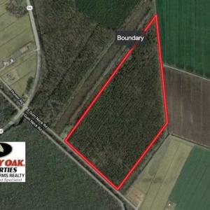 Photo of 53.86 Acres of Timber and Hunting Land in Tyrrell County NC!