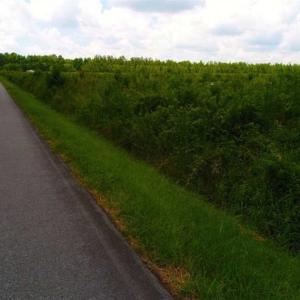 Photo of 53.86 Acres of Timber and Hunting Land in Tyrrell County NC!