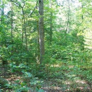 Photo of UNDER CONTRACT!!  43.18 Acres of Residential and Recreational Land in Cumberland County VA!