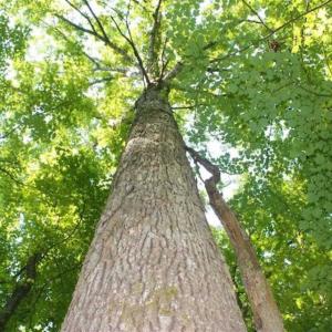 Photo of UNDER CONTRACT!!  43.18 Acres of Residential and Recreational Land in Cumberland County VA!