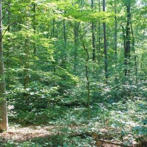 Photo of UNDER CONTRACT!!  43.18 Acres of Residential and Recreational Land in Cumberland County VA!