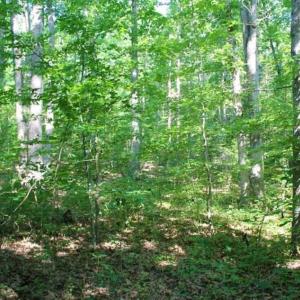 Photo of UNDER CONTRACT!!  43.18 Acres of Residential and Recreational Land in Cumberland County VA!