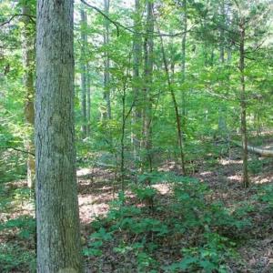 Photo of UNDER CONTRACT!!  43.18 Acres of Residential and Recreational Land in Cumberland County VA!