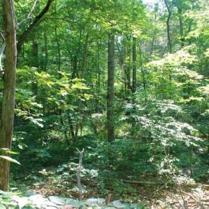 Photo of UNDER CONTRACT!!  43.18 Acres of Residential and Recreational Land in Cumberland County VA!