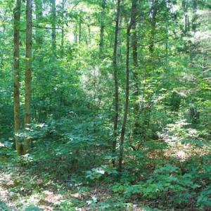 Photo of UNDER CONTRACT!!  43.18 Acres of Residential and Recreational Land in Cumberland County VA!
