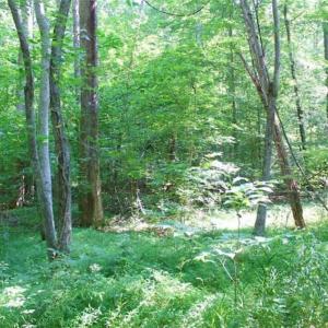 Photo of UNDER CONTRACT!!  43.18 Acres of Residential and Recreational Land in Cumberland County VA!