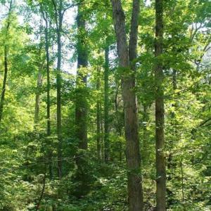 Photo of UNDER CONTRACT!!  43.18 Acres of Residential and Recreational Land in Cumberland County VA!