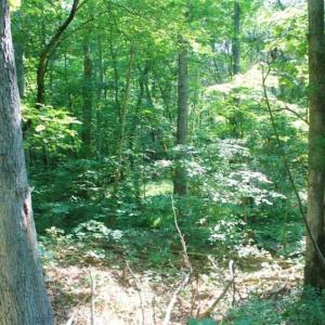 Photo of UNDER CONTRACT!!  43.18 Acres of Residential and Recreational Land in Cumberland County VA!