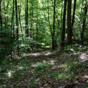 Photo of UNDER CONTRACT!!  156 Acres of Hunting and Recreation Land for Sale in Franklin County VA!