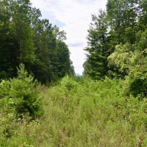 Photo of UNDER CONTRACT!!  156 Acres of Hunting and Recreation Land for Sale in Franklin County VA!